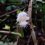 Drymonia lanceolata Floare
