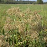 Valeriana officinalisFruit