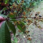 Miconia longifolia Други