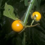 Solanum leucopogon Fruto