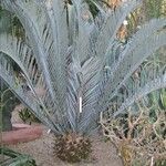 Encephalartos lehmannii Hoja