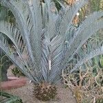 Encephalartos lehmannii ഇല