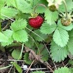 Fragaria vescaOvoce