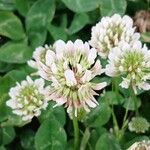 Trifolium repens Flower