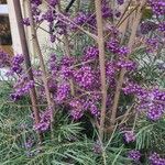 Callicarpa bodinieriHedelmä