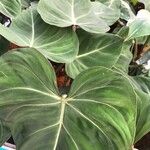 Philodendron gloriosum Fuelha