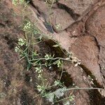 Arabidopsis thaliana Elinympäristö