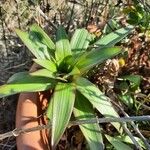 Fritillaria camschatcensis Feuille