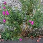 Antirrhinum majus Συνήθη χαρακτηριστικά