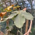 Pseudobombax ellipticum Leaf