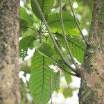 Uapaca guineensis Leaf