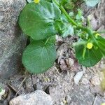Barbarea rupicola Hoja