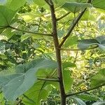 Ficus esquiroliana