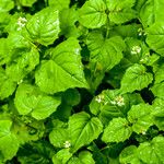 Circaea alpina Leaf