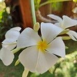 Plumeria obtusaЦветок