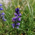 Polygala alpinaFlor