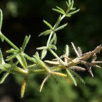 Hexaphylla hirsuta Leaf