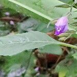 Hygrophila corymbosa Leaf