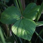 Vigna vexillata Folha