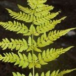 Dryopteris expansa Leaf