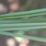 Schoenocaulon officinale Folha