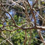 Commiphora mollis Fruto