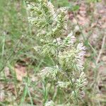 Poa arachnifera Flower