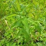 Eupatorium perfoliatumЛист