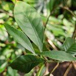 Psychotria carthagenensis Hoja