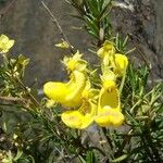 Calceolaria buchtieniana