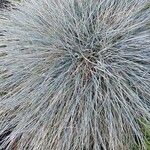 Festuca glauca Feuille