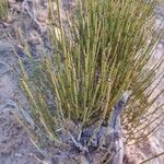 Ephedra viridis Leaf