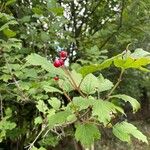 Ribes alpinum Fruchs