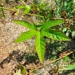 Filipendula rubra Leaf