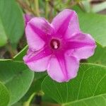 Ipomoea pes-caprae Flower