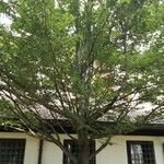 Zelkova carpinifolia Leht