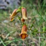 Digitalis obscuraFlor