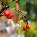 Malus sylvestris Плод