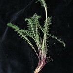 Hippolytia dolichophylla Hábito