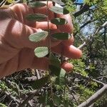 Sophora chrysophylla