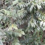 Casearia sylvestris 整株植物