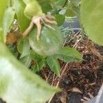Passiflora edulis Frugt