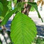 Ulmus laevis Листок