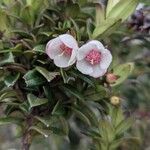 Ugni myricoides Flor