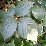 Rubus foliosus Blatt