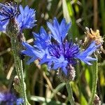 Centaurea cyanus花