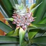 Ananas comosus Flor