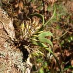 Podangis dactyloceras Fruto