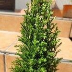 Hesperocyparis macrocarpa Blad