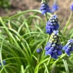 Muscari armeniacum Flower